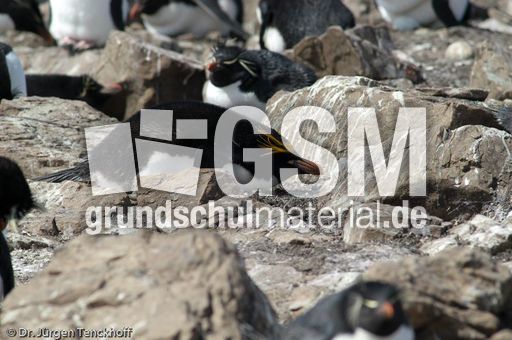 Goldschopfpinguin (19 von 19).jpg